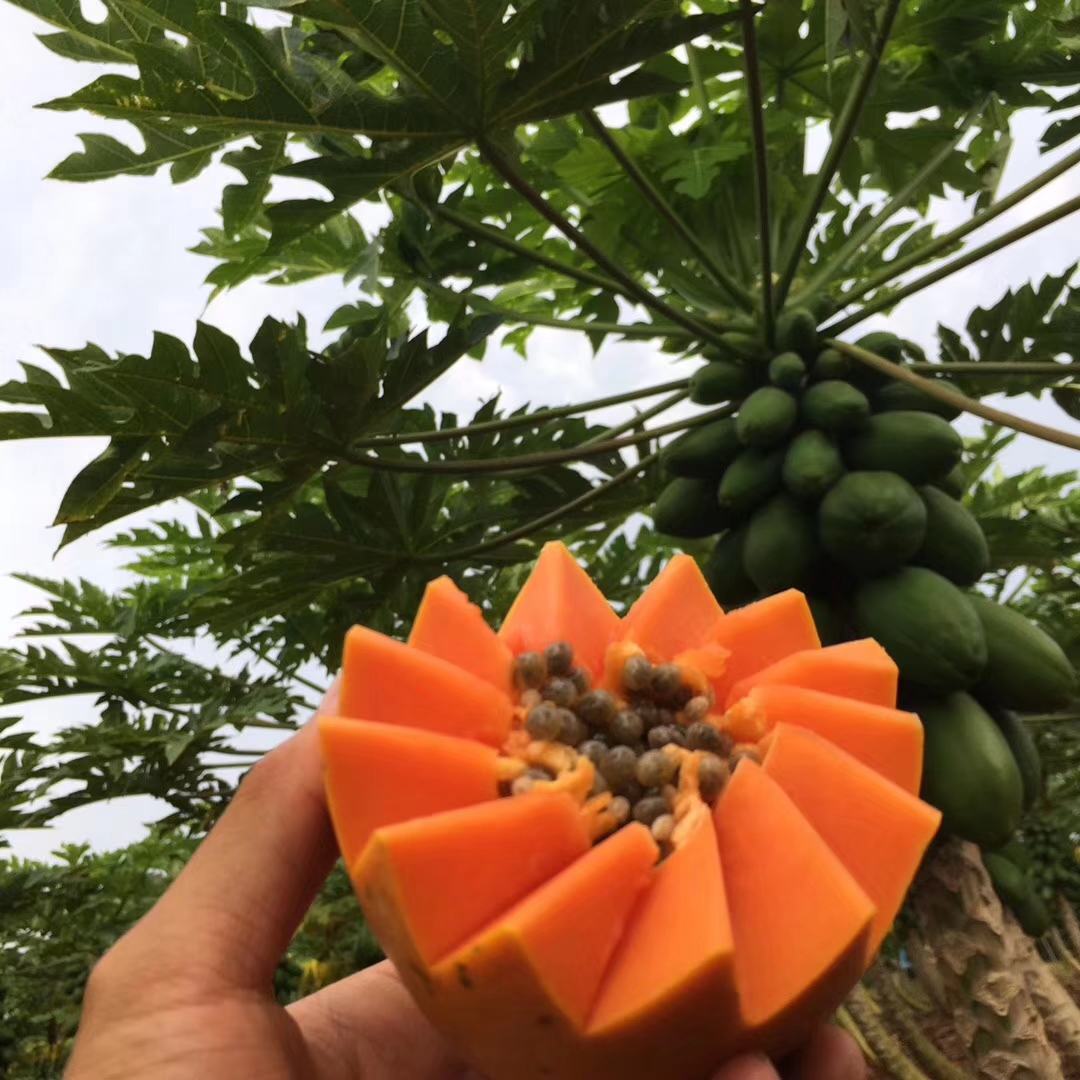 海南水果全国招代理水果一件代发 一手货源