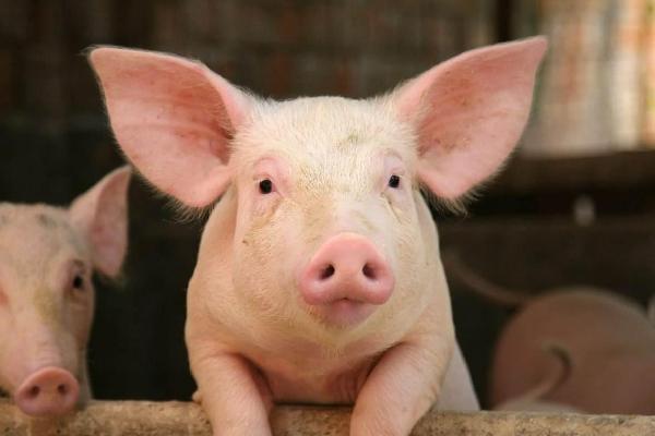 生猪养殖业发展建议，如何做好生猪养殖？